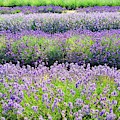 English Lavender Fields